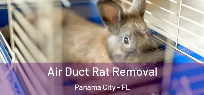 Air Duct Rat Removal Panama City - FL